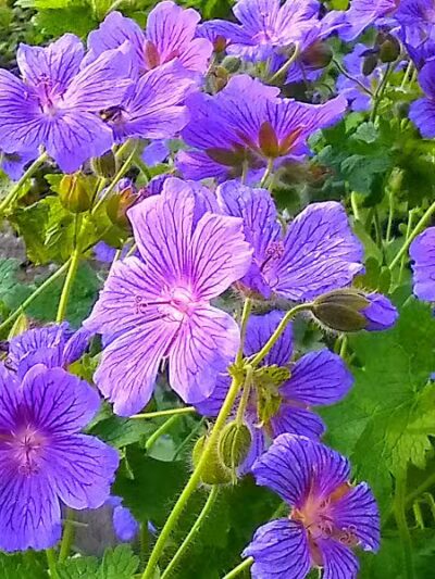 Chehalis - Western Trail Trailhead - Chambers Lake Drive - Lacey, WA