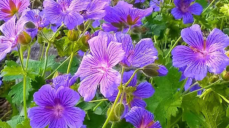 Chehalis - Western Trail Trailhead - Chambers Lake Drive - Lacey, WA