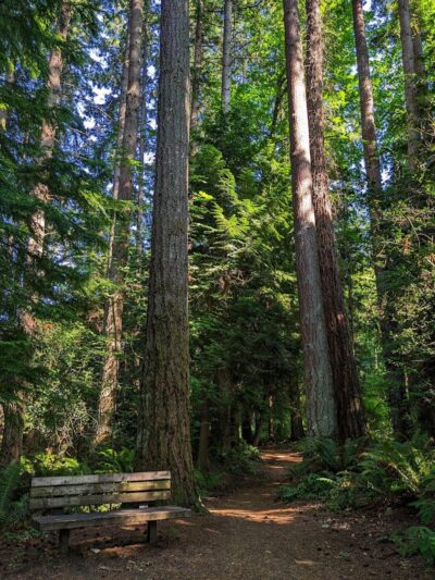 Chehalis - Western Trail Trailhead - Roxanna Loop - Lacey, WA