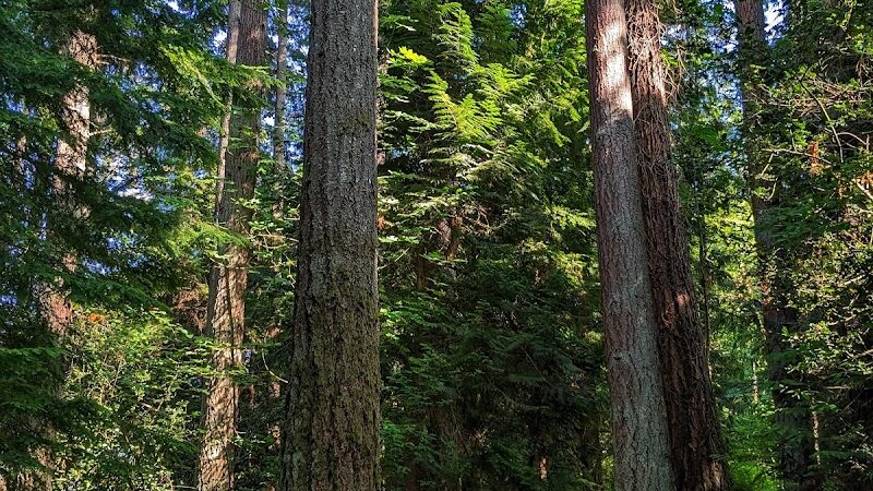 Chehalis - Western Trail Trailhead - Roxanna Loop - Lacey, WA