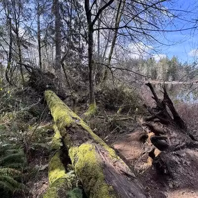 Chehalis - Western Trail Trailhead - Roxanna Loop - Lacey, WA