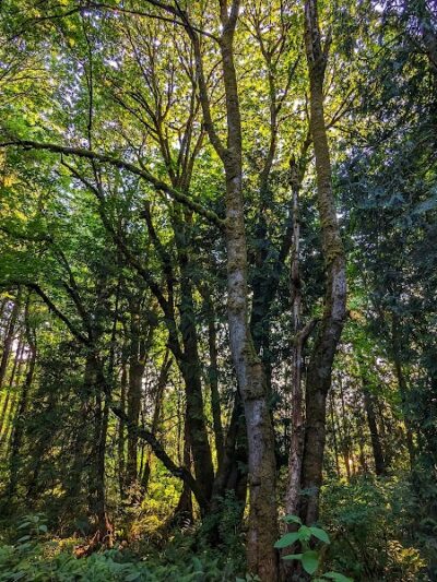 Chehalis - Western Trail Trailhead - Roxanna Loop - Lacey, WA