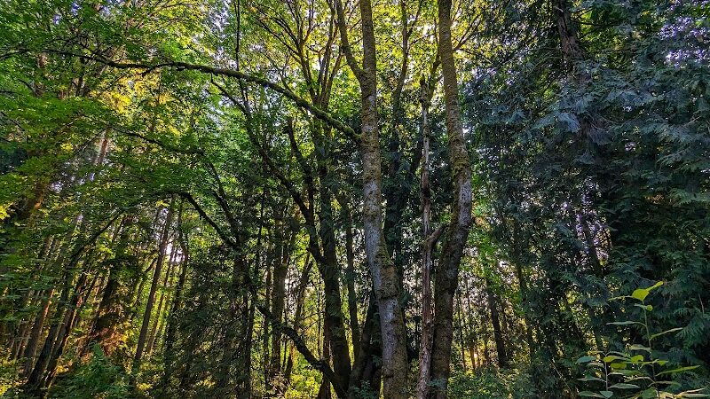 Chehalis - Western Trail Trailhead - Roxanna Loop - Lacey, WA