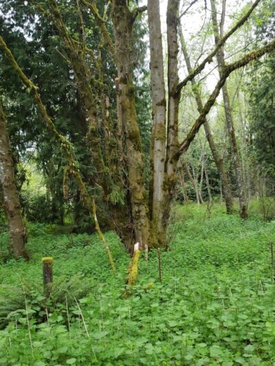 Chehalis - Western Trail Trailhead - Roxanna Loop - Lacey, WA