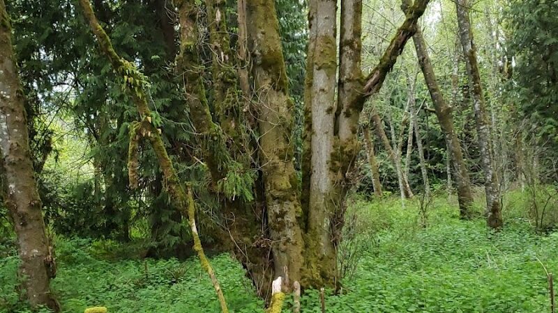 Chehalis - Western Trail Trailhead - Roxanna Loop - Lacey, WA