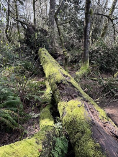 Chehalis - Western Trail Trailhead - Roxanna Loop - Lacey, WA