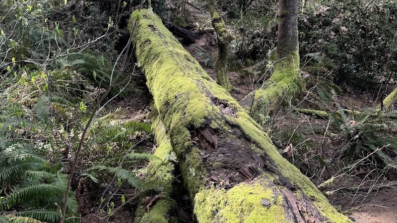 Chehalis - Western Trail Trailhead - Roxanna Loop - Lacey, WA