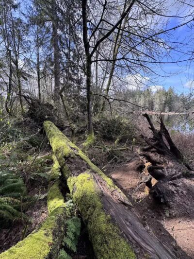 Chehalis - Western Trail Trailhead - Roxanna Loop - Lacey, WA