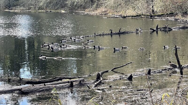 Lake Lois Trailhead - Lacey, WA