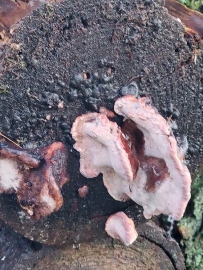 Mullen Road Habitat Reserve - Lacey, WA