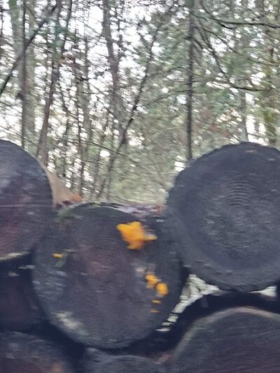 Mullen Road Habitat Reserve - Lacey, WA