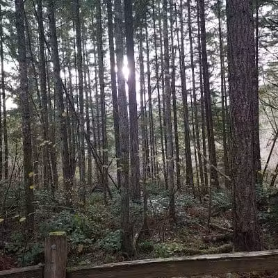Mullen Road Habitat Reserve - Lacey, WA