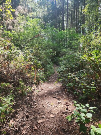 Mullen Road Habitat Reserve - Lacey, WA