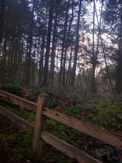 Mullen Road Habitat Reserve - Lacey, WA