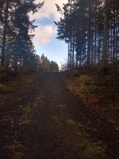 Mullen Road Habitat Reserve - Lacey, WA