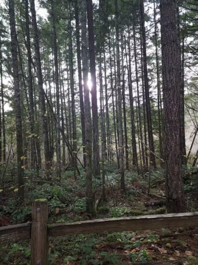 Mullen Road Habitat Reserve - Lacey, WA