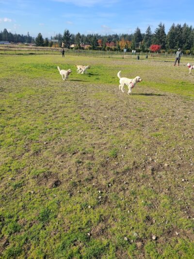 Thurston County Off-Leash Dog Park