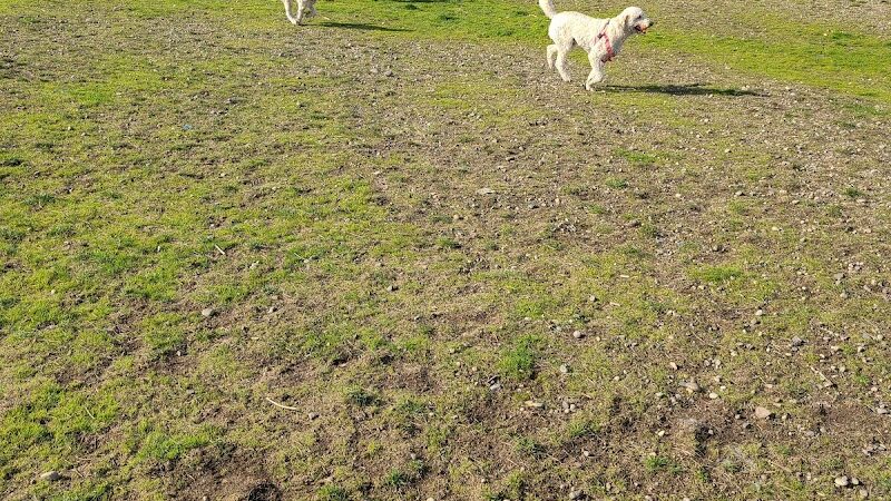 Thurston County Off-Leash Dog Park