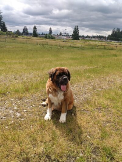 Thurston County Off-Leash Dog Park