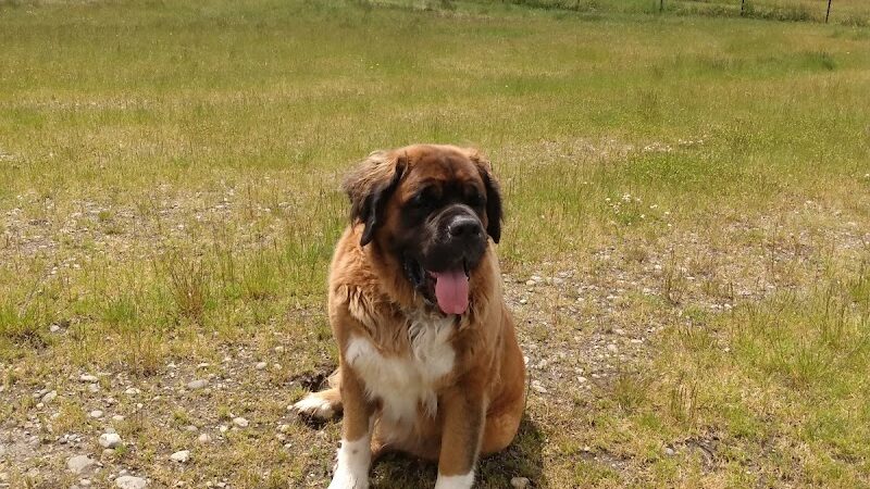 Thurston County Off-Leash Dog Park