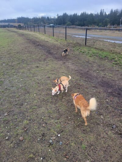 Thurston County Off-Leash Dog Park