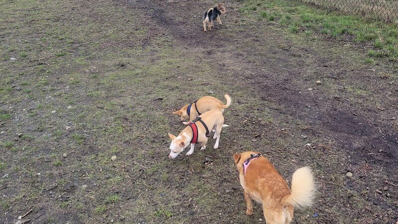 Thurston County Off-Leash Dog Park
