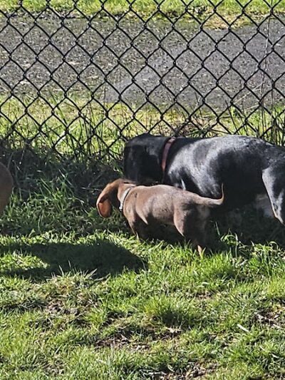 Thurston County Off-Leash Dog Park