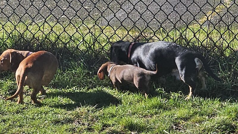 Thurston County Off-Leash Dog Park