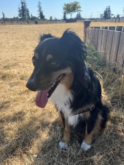 Thurston County Off-Leash Dog Park