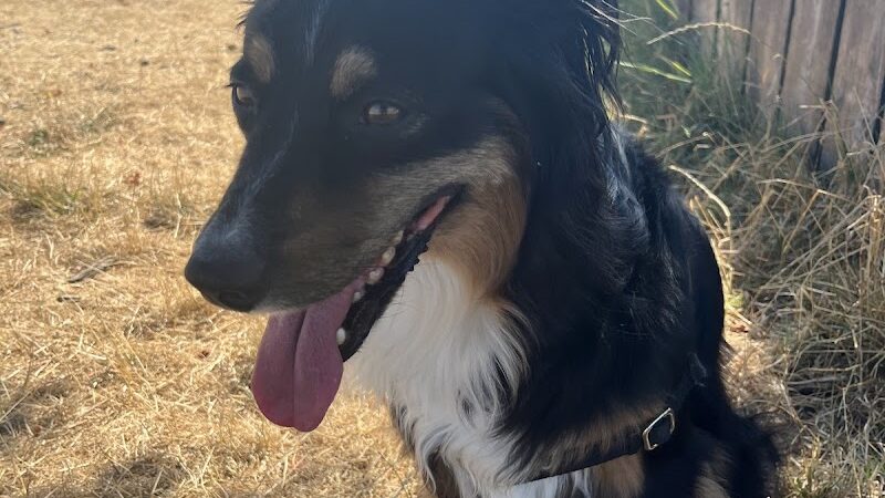 Thurston County Off-Leash Dog Park