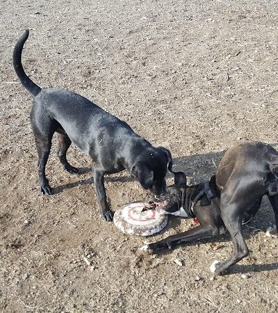 Thurston County Off-Leash Dog Park