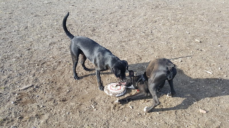 Thurston County Off-Leash Dog Park