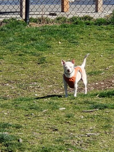 Thurston County Off-Leash Dog Park