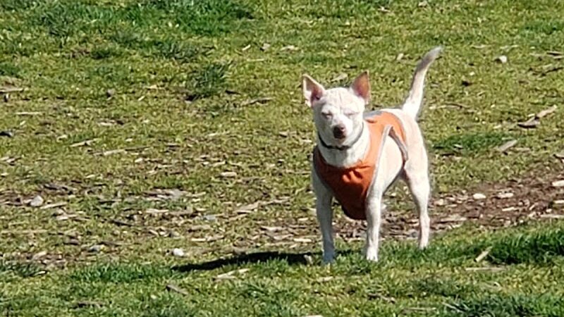 Thurston County Off-Leash Dog Park