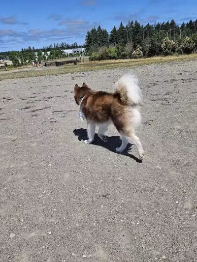 Thurston County Off-Leash Dog Park