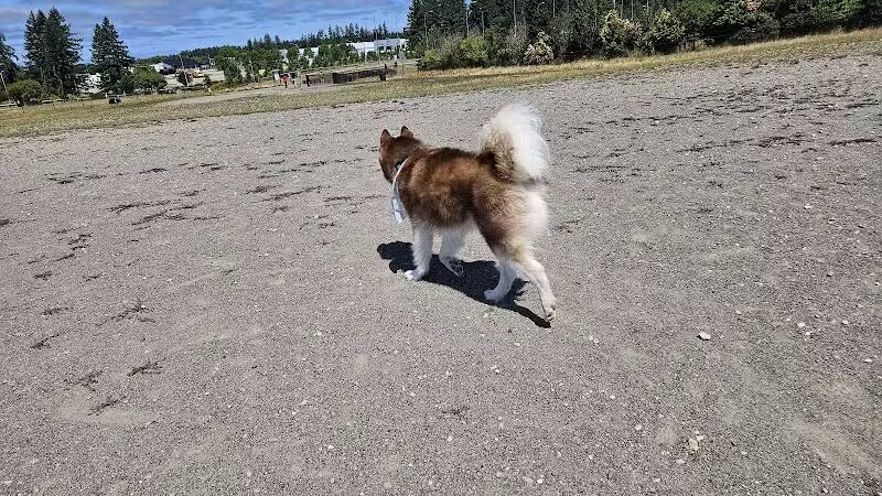 Thurston County Off-Leash Dog Park
