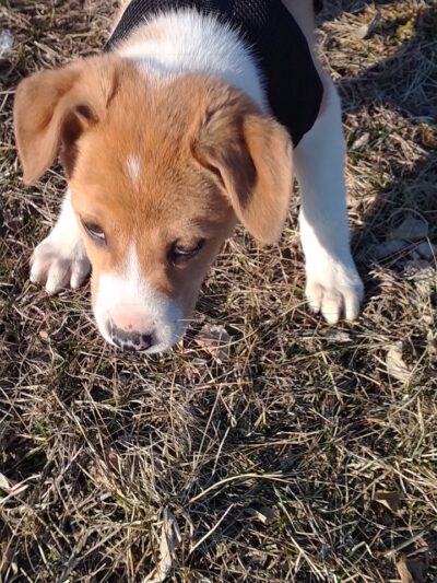 Lacon Park District - Lacon, IL