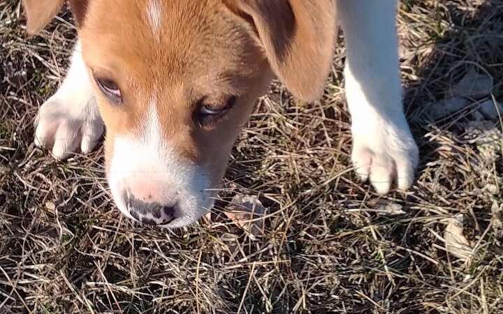 Lacon Park District - Lacon, IL