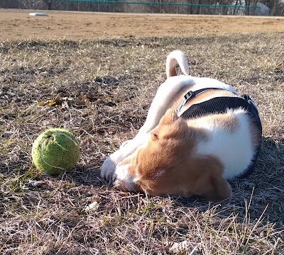 Lacon Park District - Lacon, IL