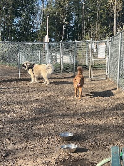 Lezama Family Happy Tails Dog Park - Laconia, NH