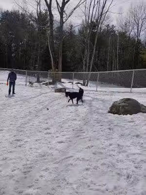 Lezama Family Happy Tails Dog Park - Laconia, NH