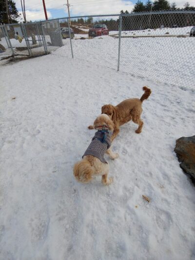 Lezama Family Happy Tails Dog Park - Laconia, NH