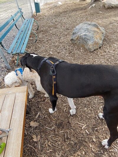 Lezama Family Happy Tails Dog Park - Laconia, NH