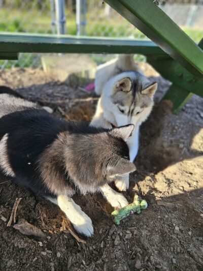 Lezama Family Happy Tails Dog Park - Laconia, NH
