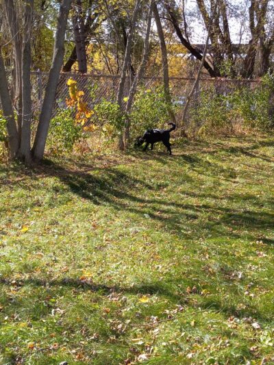 Ladysmith Leash-Free Dog Park - Ladysmith, WI