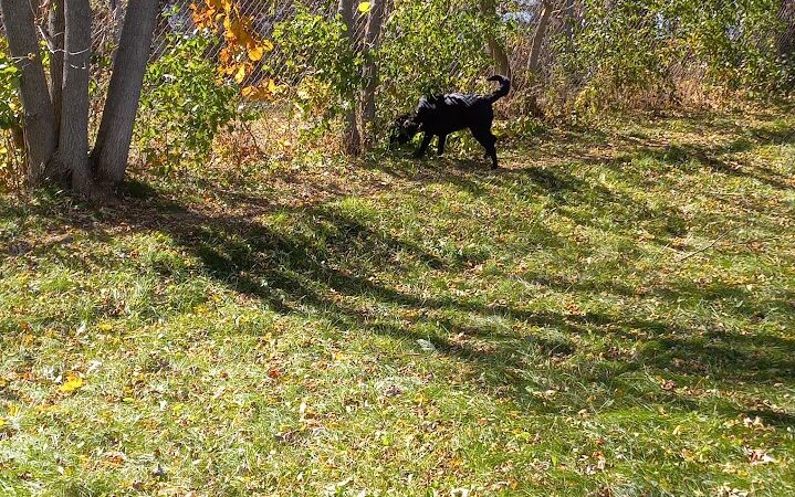 Ladysmith Leash-Free Dog Park - Ladysmith, WI
