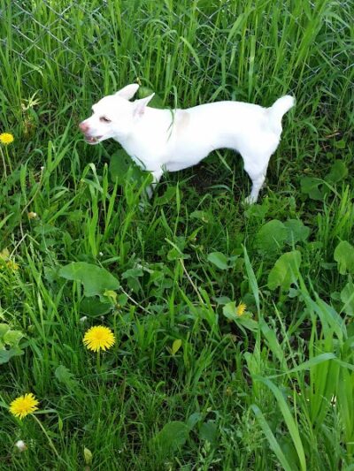 Ladysmith Leash-Free Dog Park - Ladysmith, WI