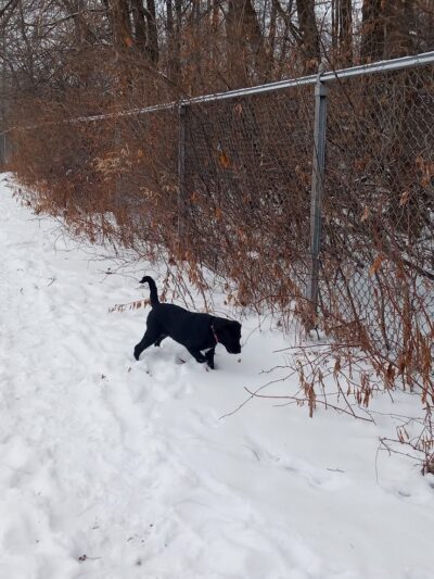 Ladysmith Leash-Free Dog Park - Ladysmith, WI
