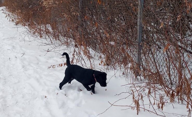 Ladysmith Leash-Free Dog Park - Ladysmith, WI