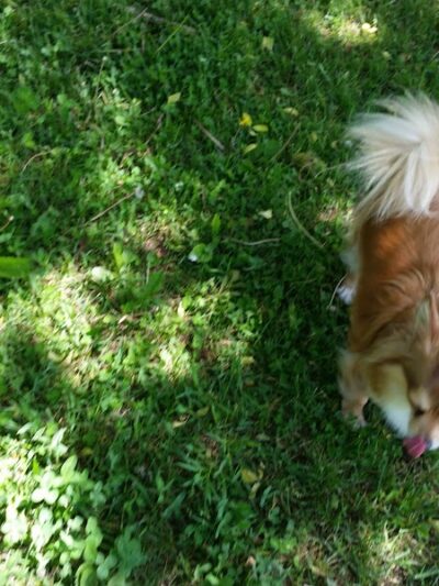 Ladysmith Leash-Free Dog Park - Ladysmith, WI